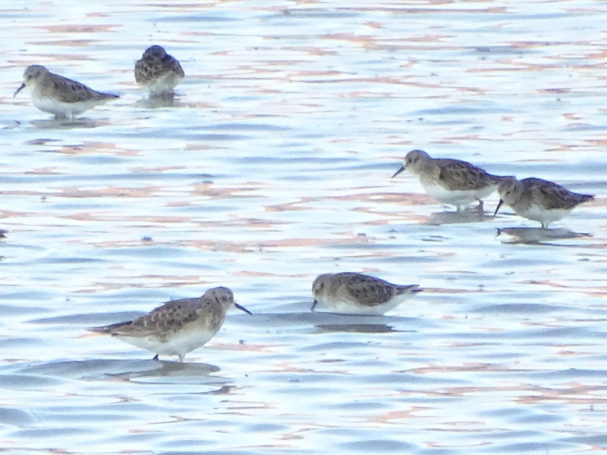 Baird's Sandpiper - ML199296121