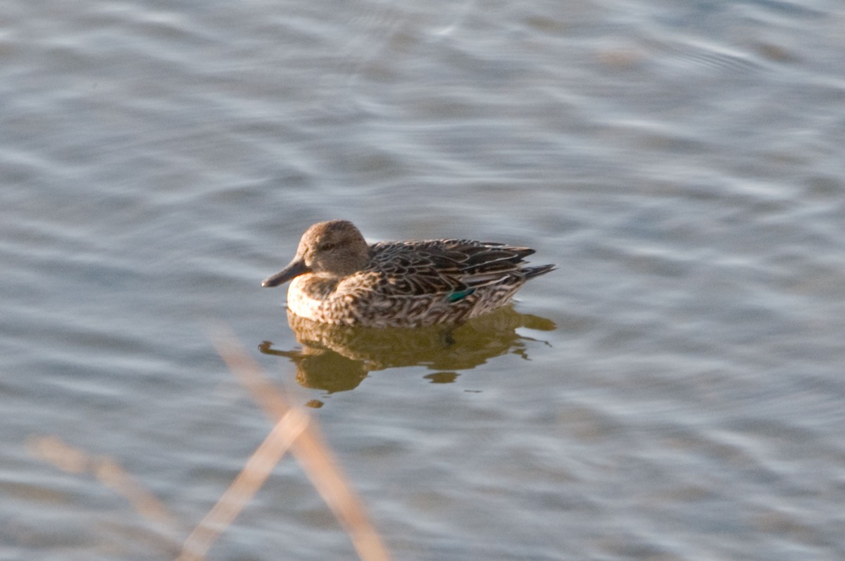 Green-winged Teal - Guillermo López Zamora