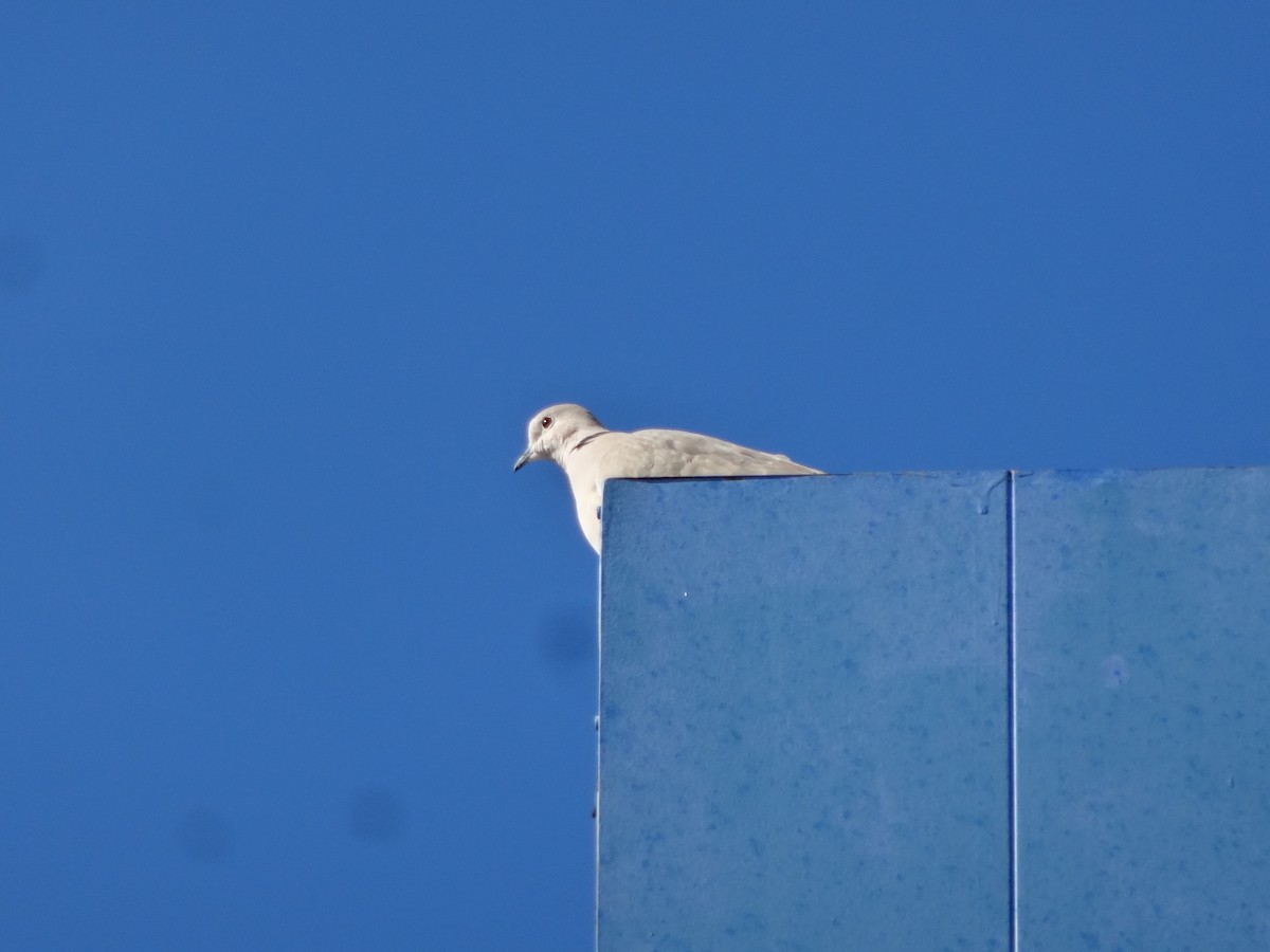 Eurasian Collared-Dove - Arturo Rubio
