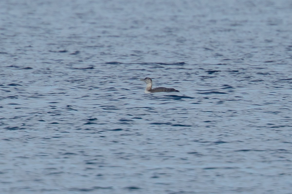 Yellow-billed Loon - ML199297711