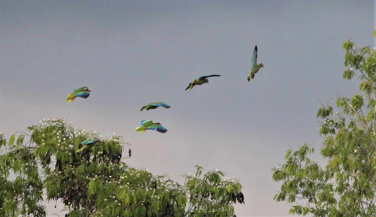 Cuban Parrot - ML199299601