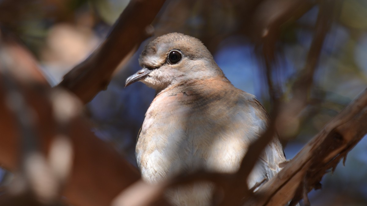 Laughing Dove - ML199301341