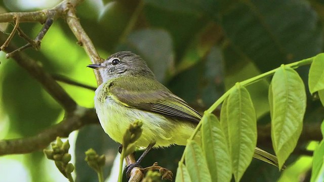 Greenish Elaenia - ML199302151