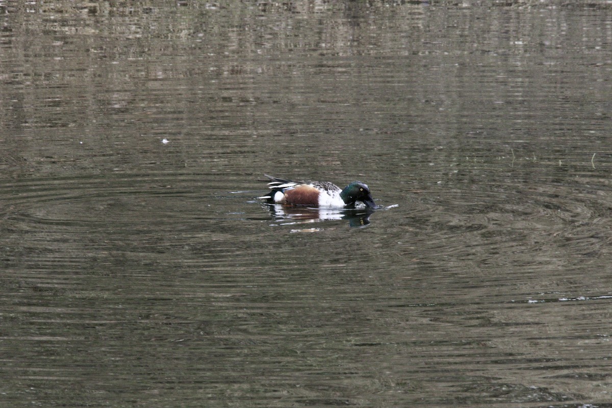 Northern Shoveler - ML199304061