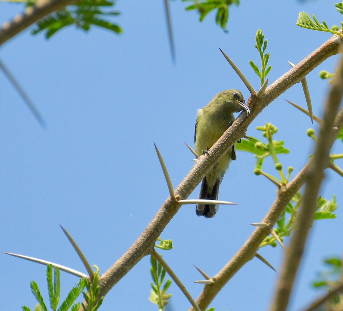 Variable Sunbird (Yellow-bellied) - Theresa Bucher