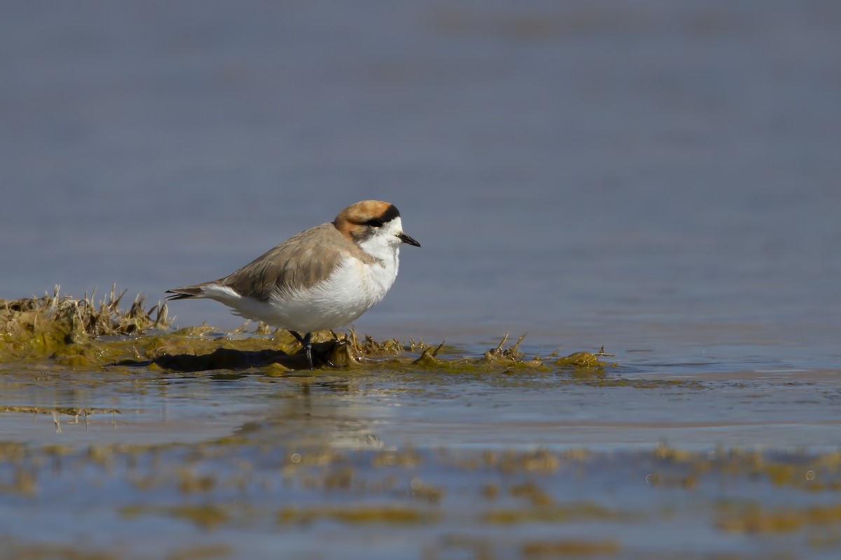 Puna Plover - ML199304591