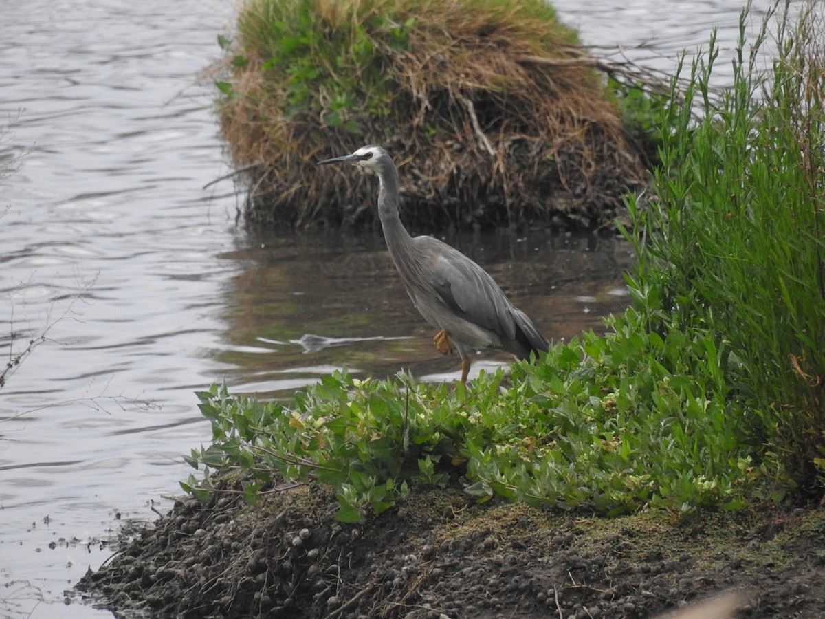 White-faced Heron - George Vaughan