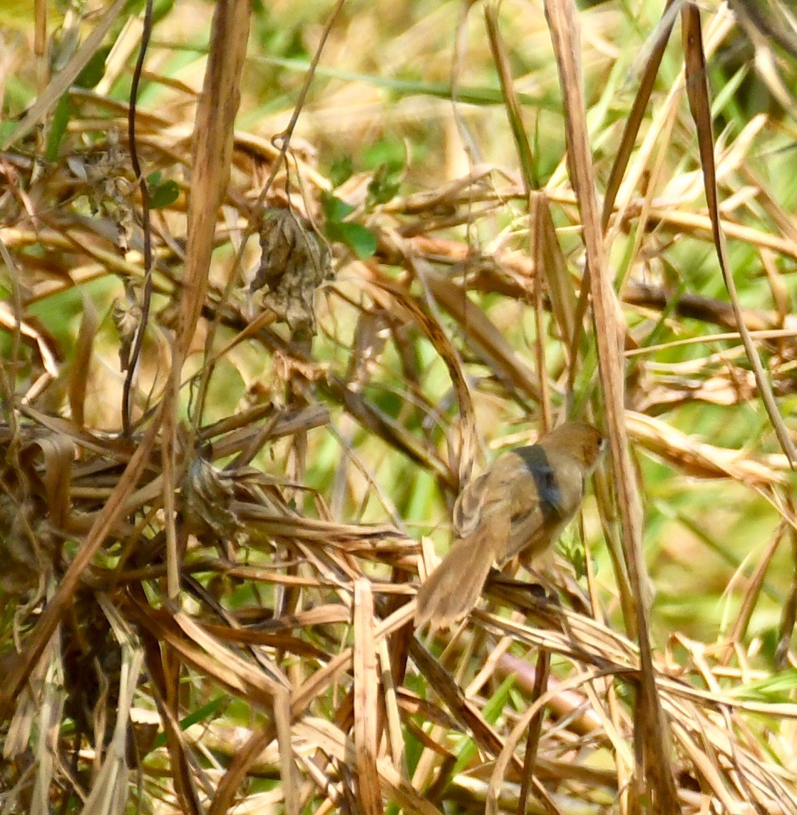 tanımsız Cisticola sp. - ML199305021