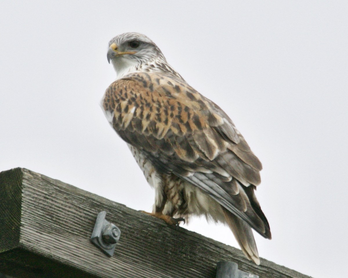 Ferruginous Hawk - ML199305861