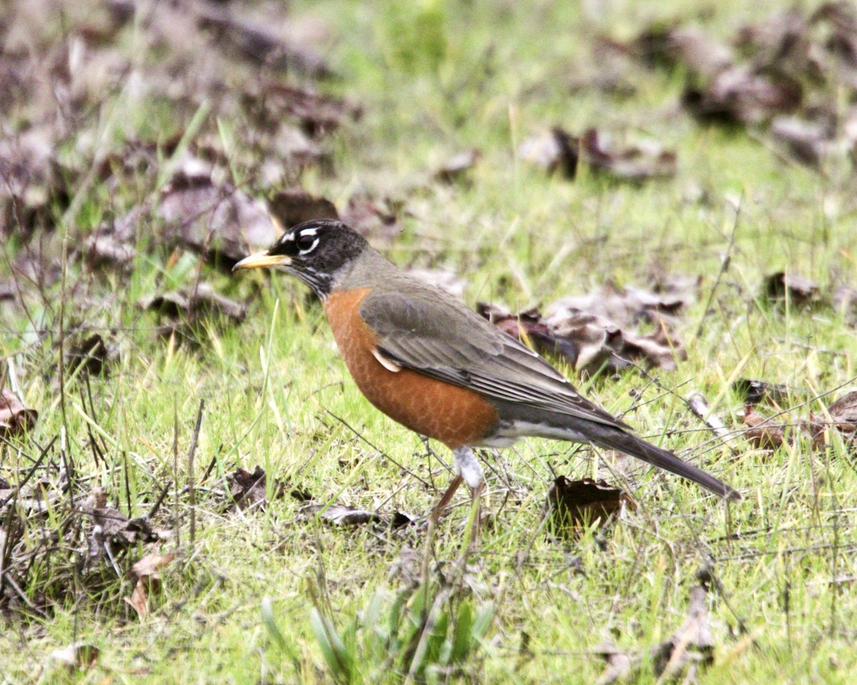 American Robin - ML199305981