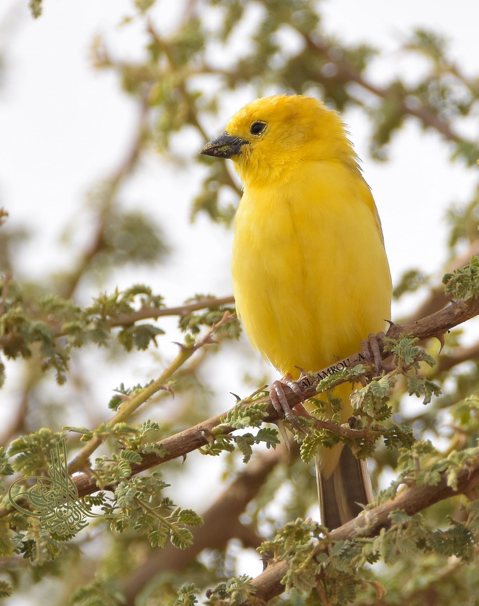 Arabian Golden Sparrow - ML199306431