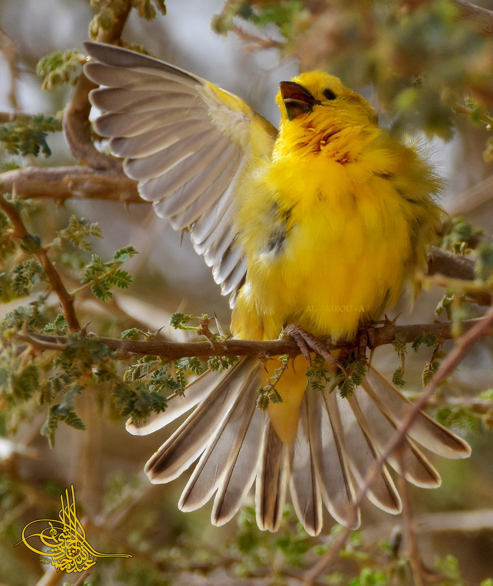 Arabian Golden Sparrow - ML199306451