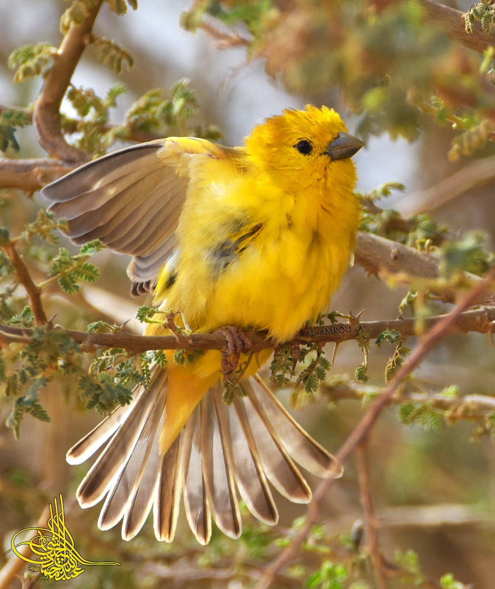 Arabian Golden Sparrow - ML199306461