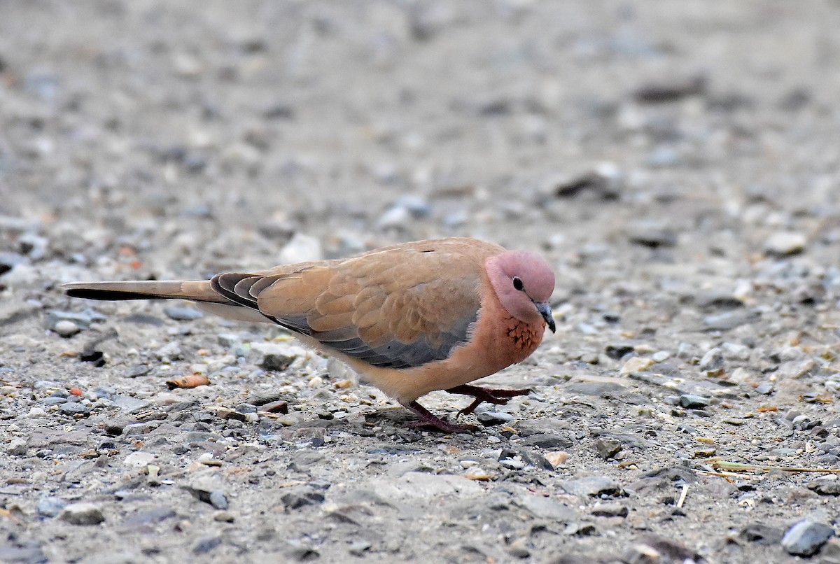 Laughing Dove - ML199309451