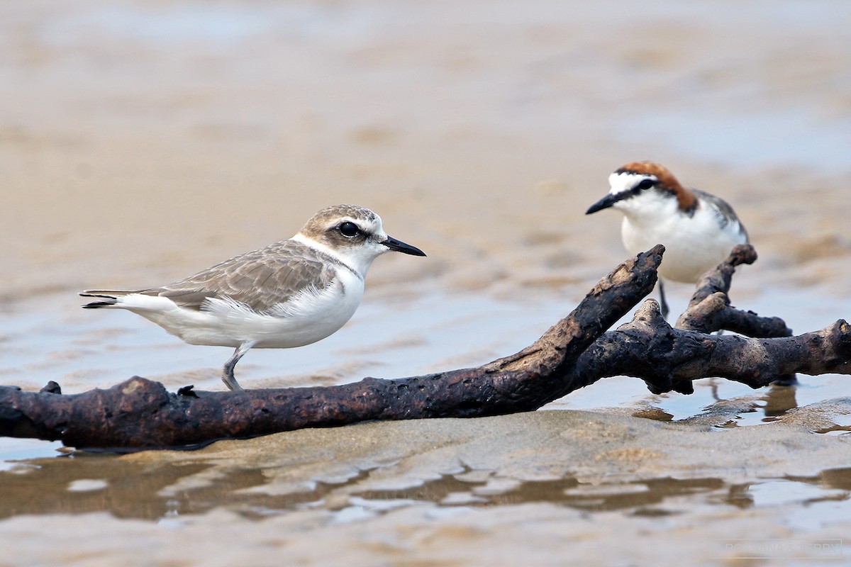 Kentish Plover - Roksana and Terry