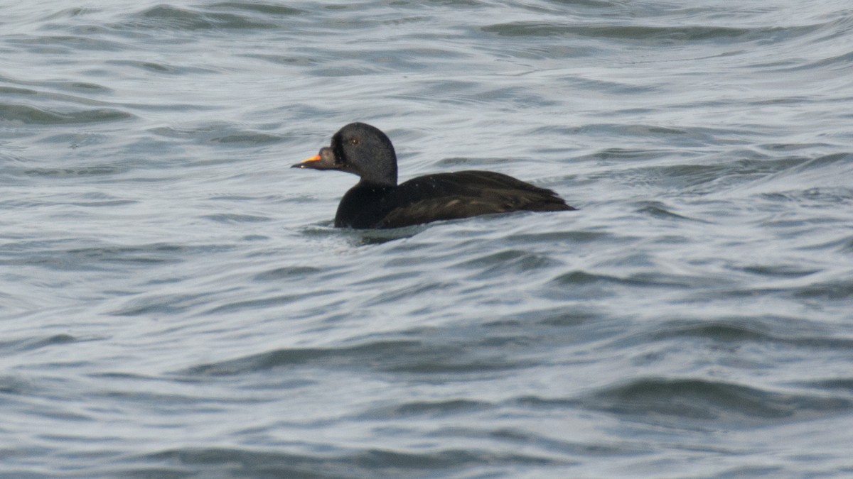 Common Scoter - ML199311351