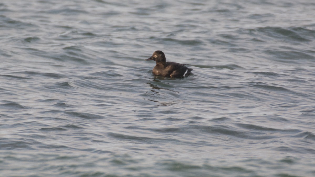 Velvet Scoter - ML199311361