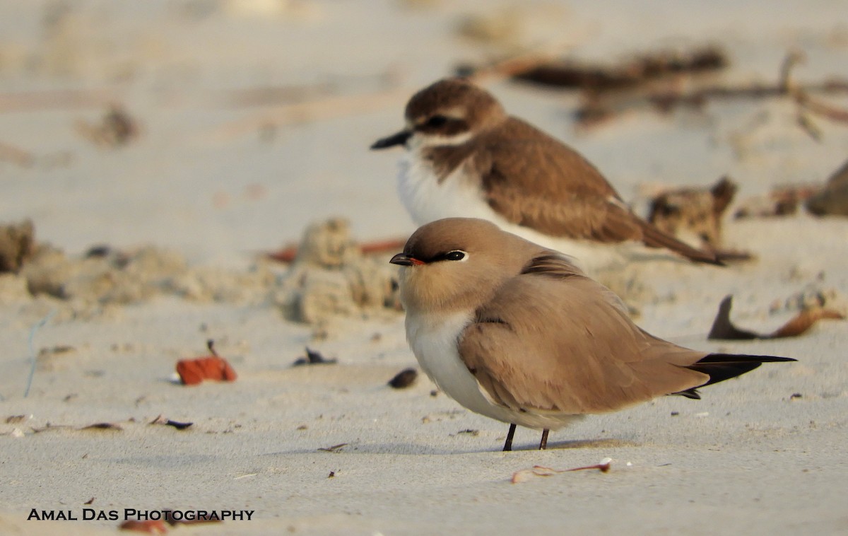 Small Pratincole - ML199311701