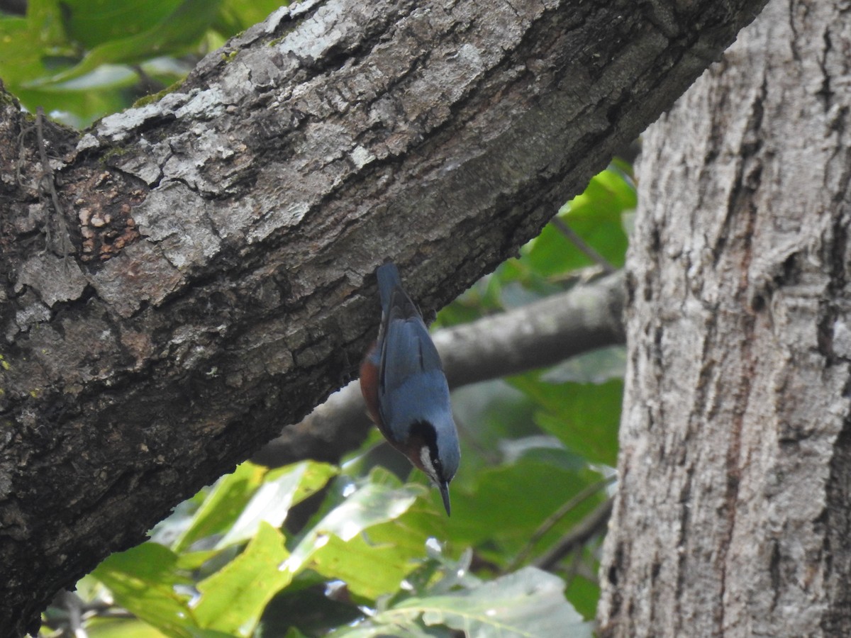 Chestnut-bellied Nuthatch - ML199313021