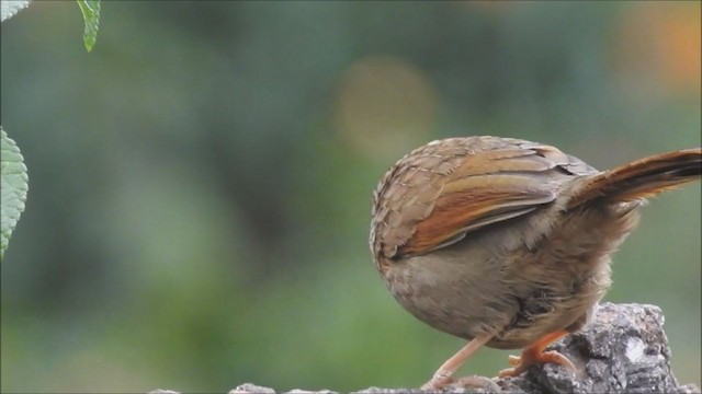 Streaked Laughingthrush - ML199313301