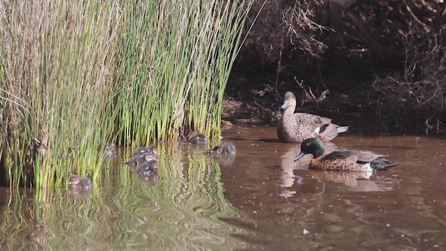 Chestnut Teal - ML199313441