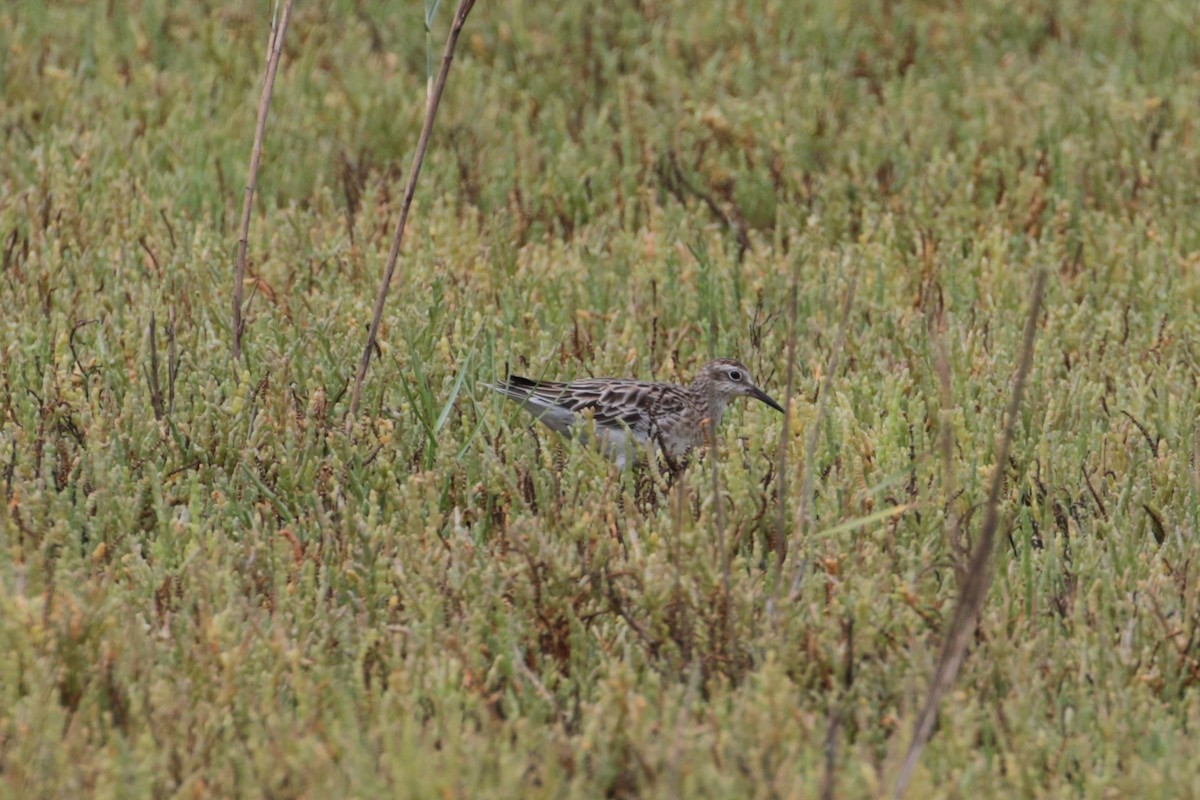 Sharp-tailed Sandpiper - ML199313571