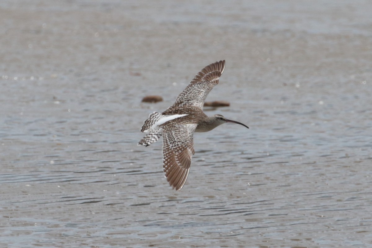Whimbrel (Steppe) - ML199313741