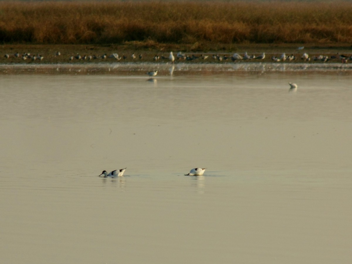 Pied Avocet - Tarun Menon