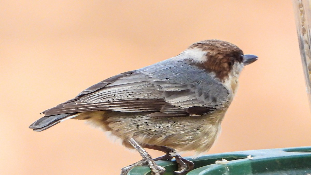 Brown-headed Nuthatch - David Hebert