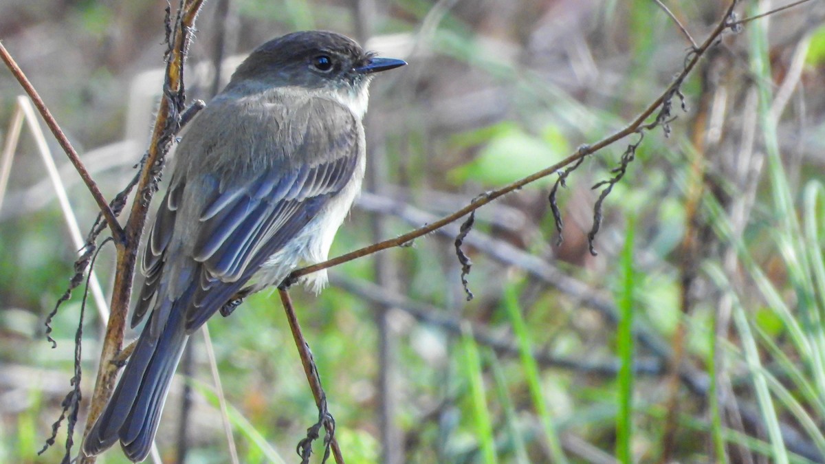 Eastern Phoebe - David Hebert