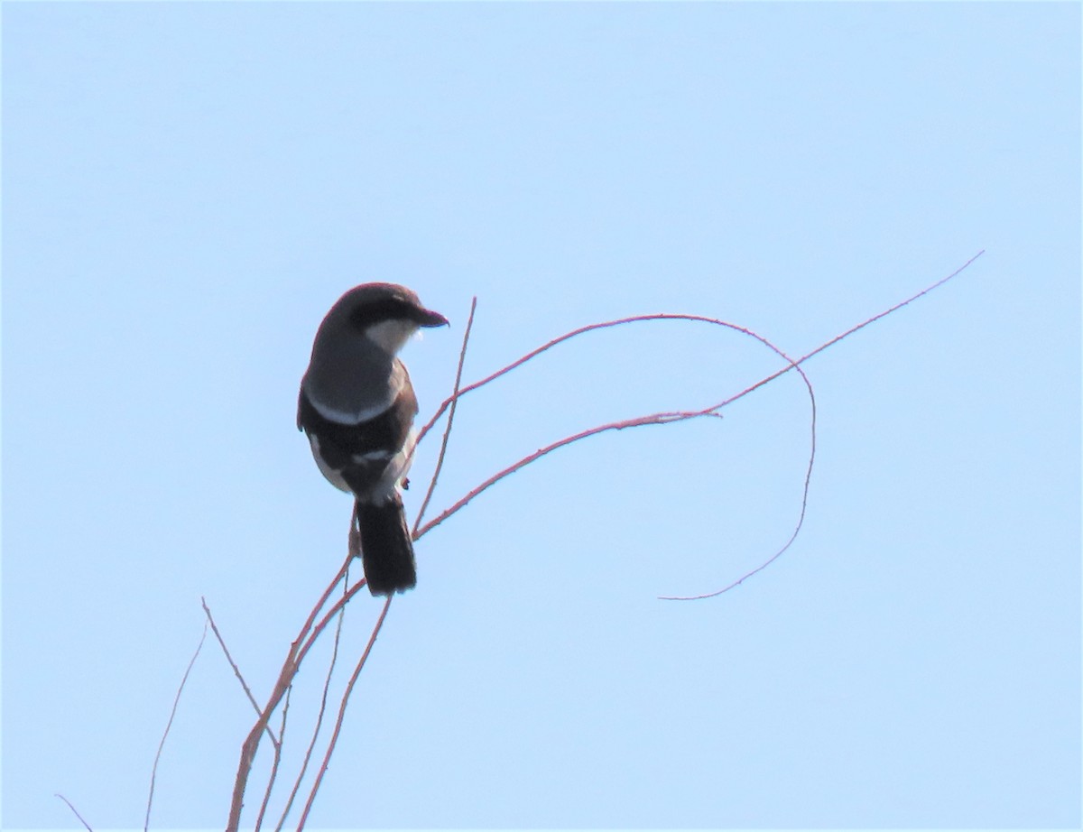 Loggerhead Shrike - ML199316621