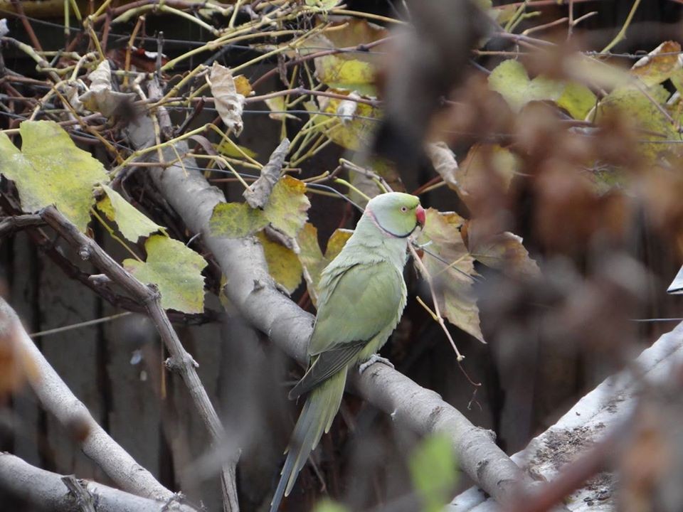 Rose-ringed Parakeet - ML199317331
