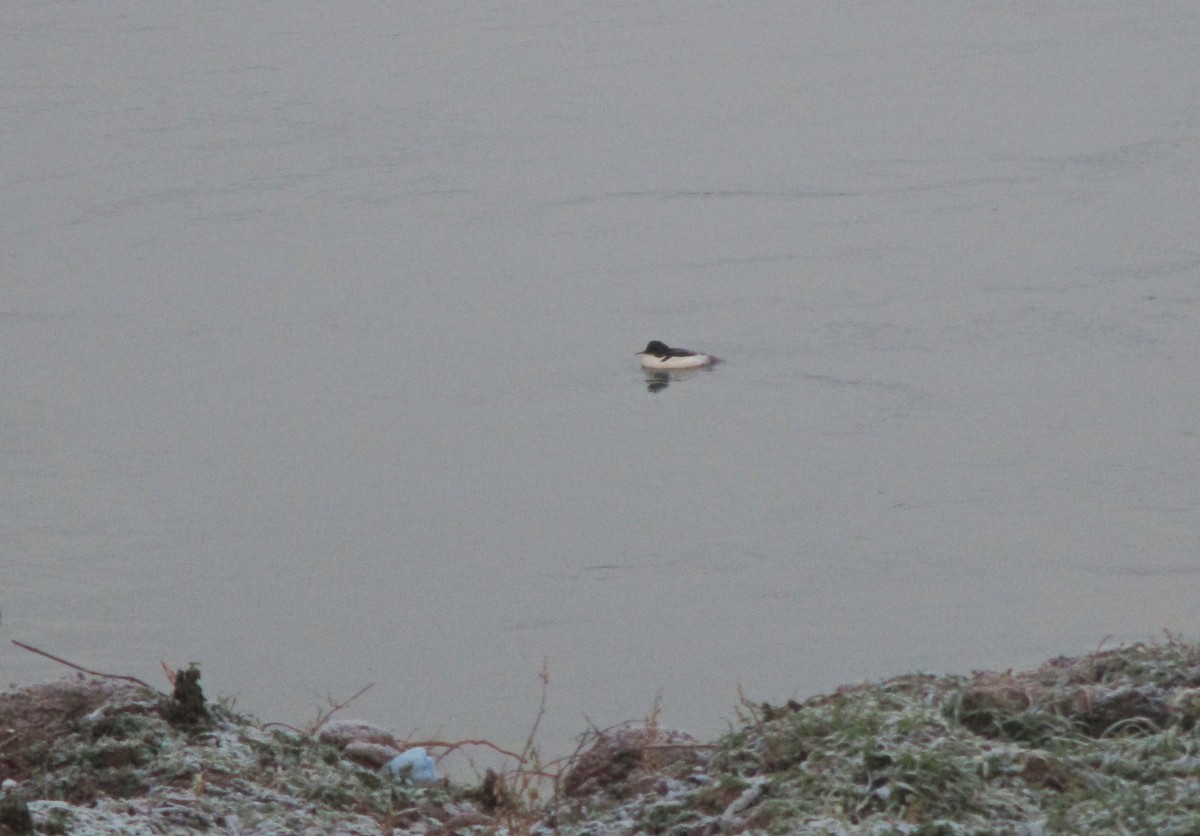 Common Merganser - ML199317381