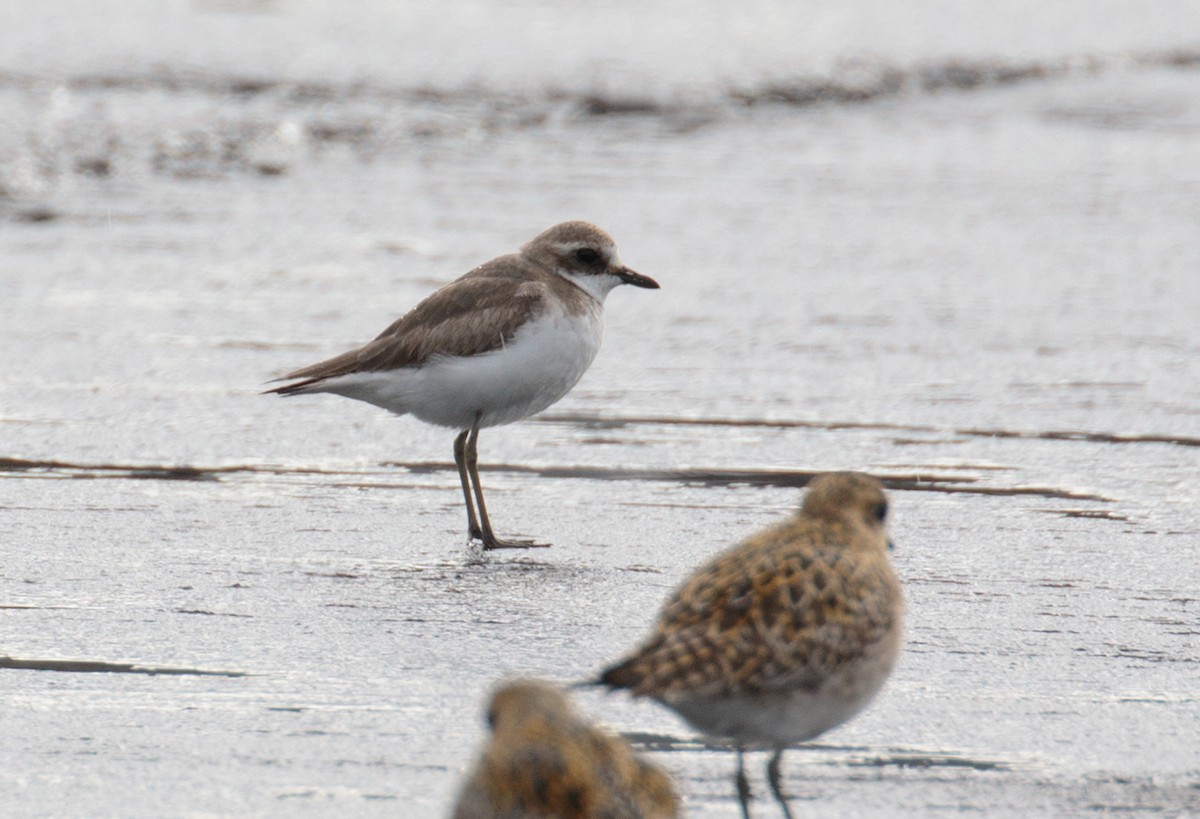 Siberian Sand-Plover - ML199317881