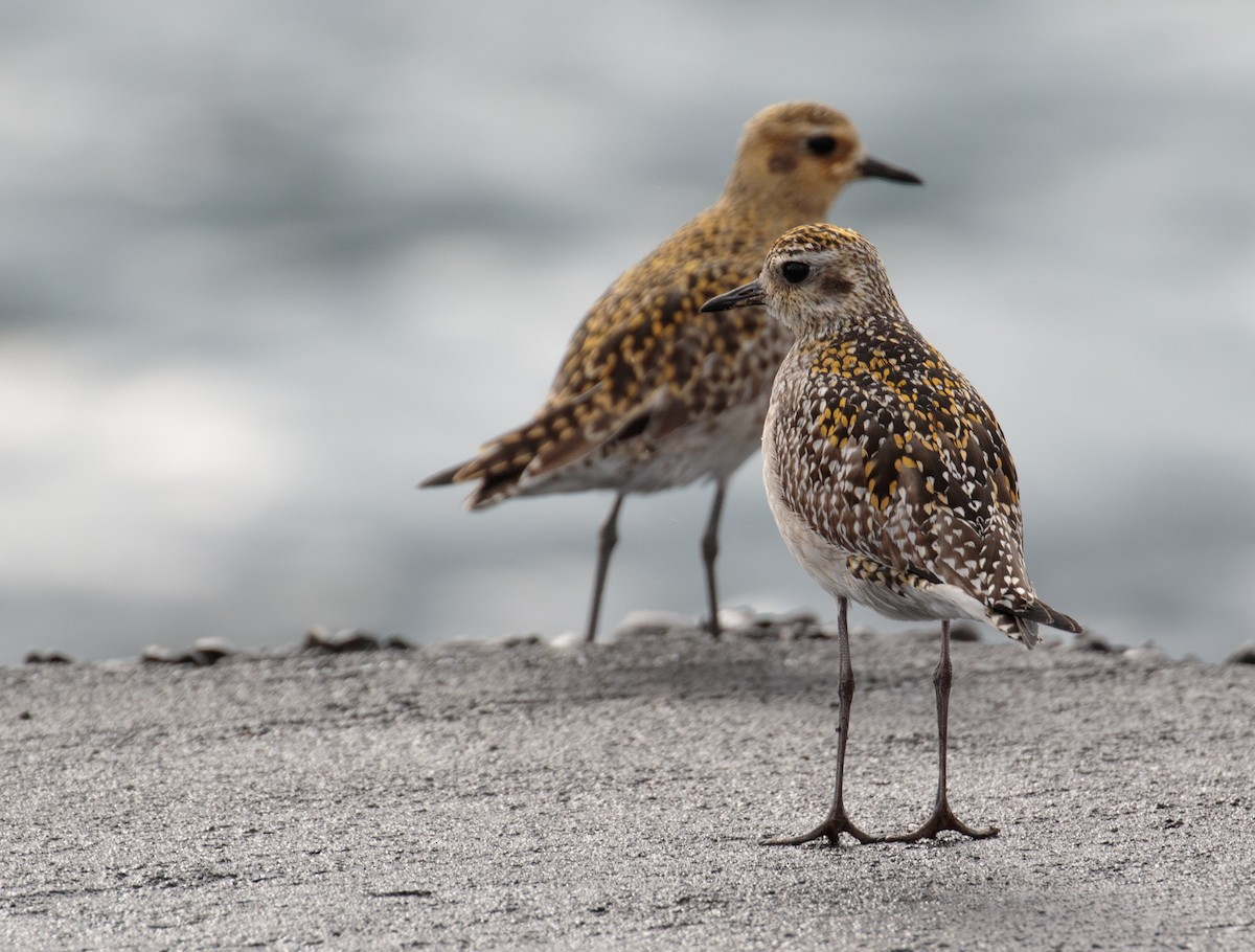 Pacific Golden-Plover - ML199317961