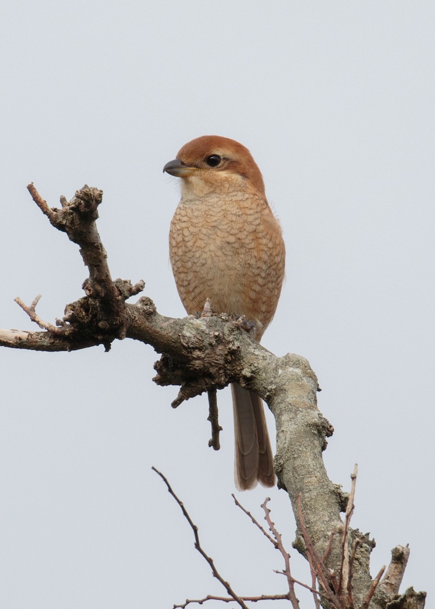 Bull-headed Shrike - ML199318391