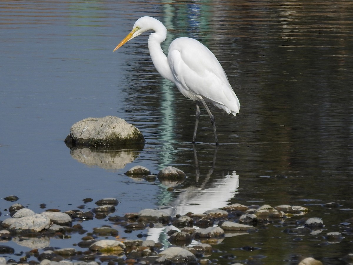 Great Egret - ML199318451