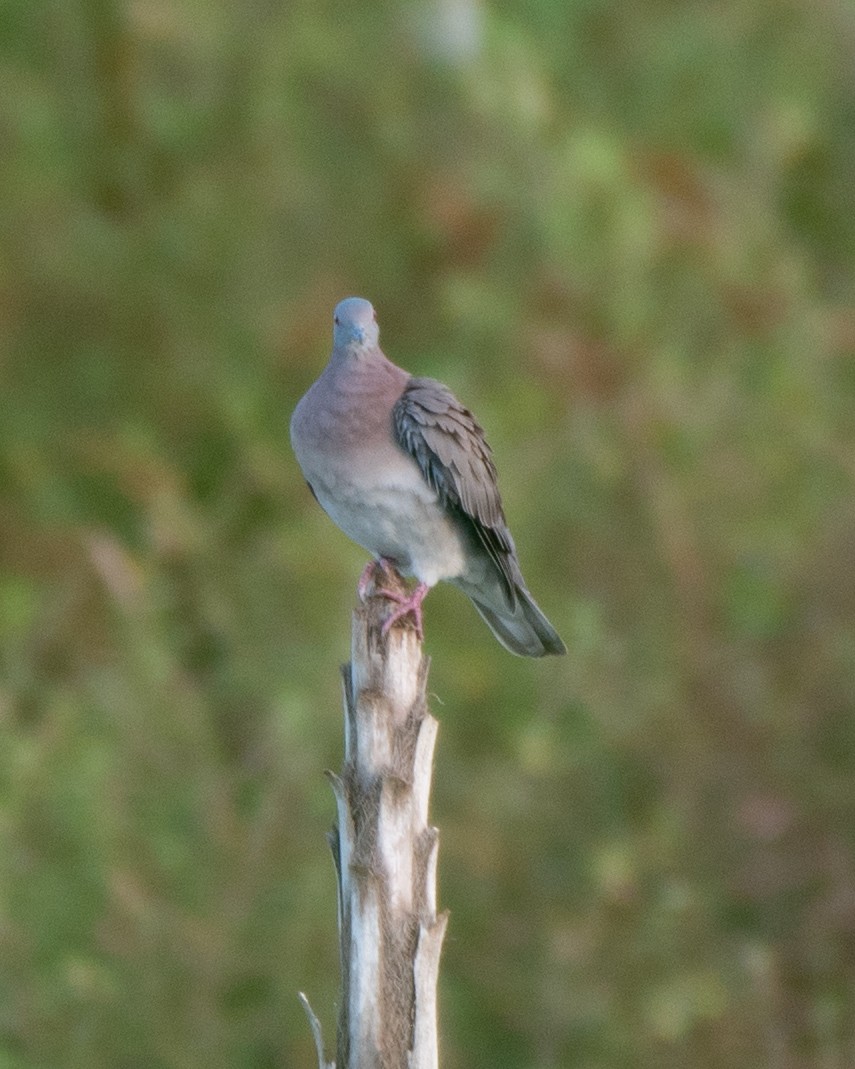 Pale-vented Pigeon - ML199319051