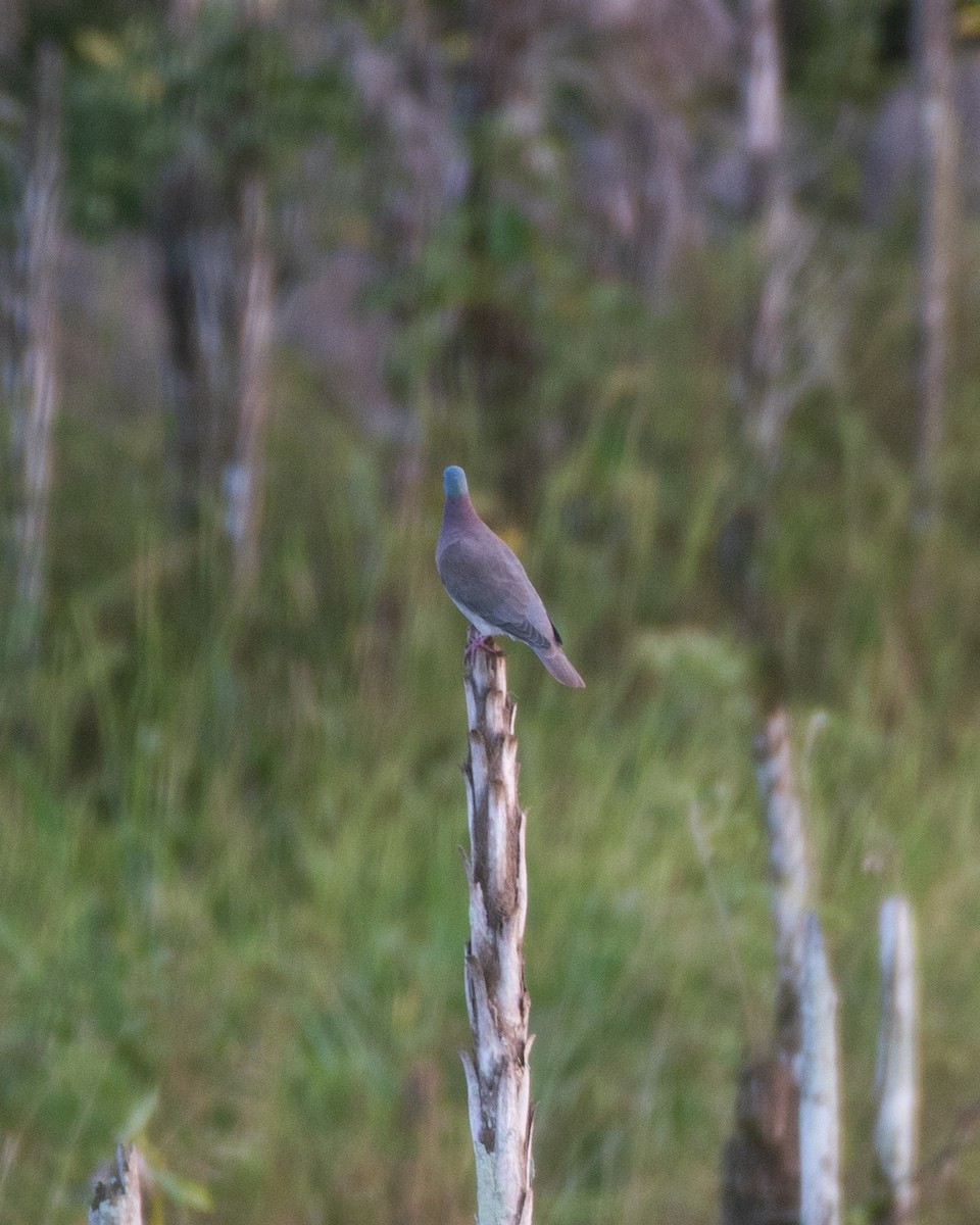 Pale-vented Pigeon - ML199319071