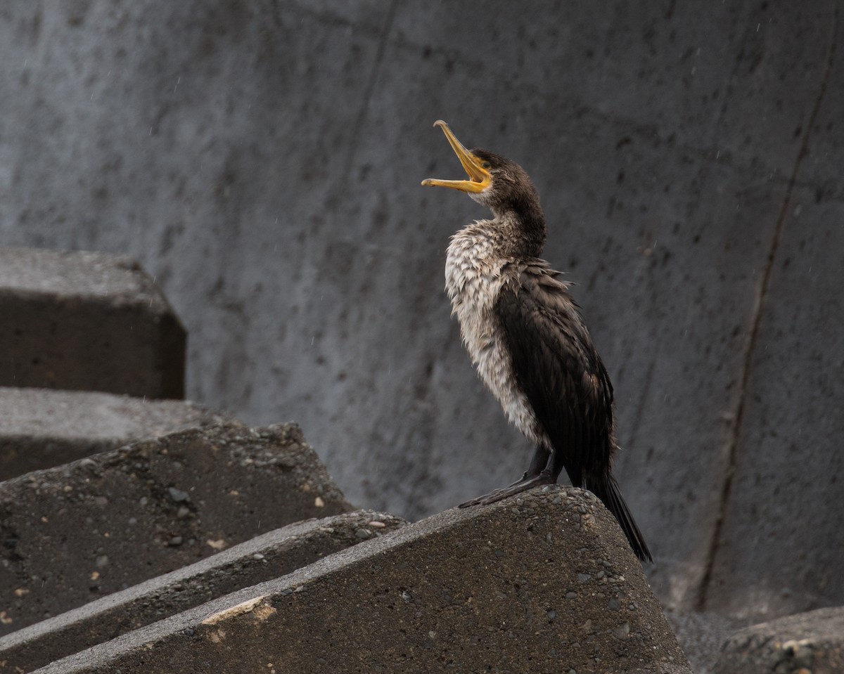 Cormoran de Temminck - ML199319111