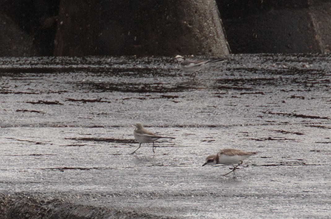 White Wagtail (Black-backed) - ML199319121