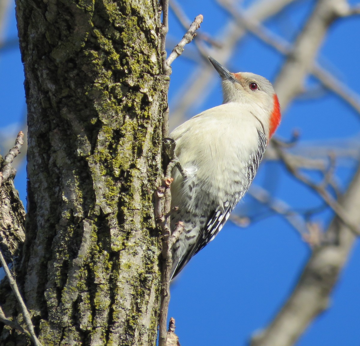 Red-bellied Woodpecker - ML199321371