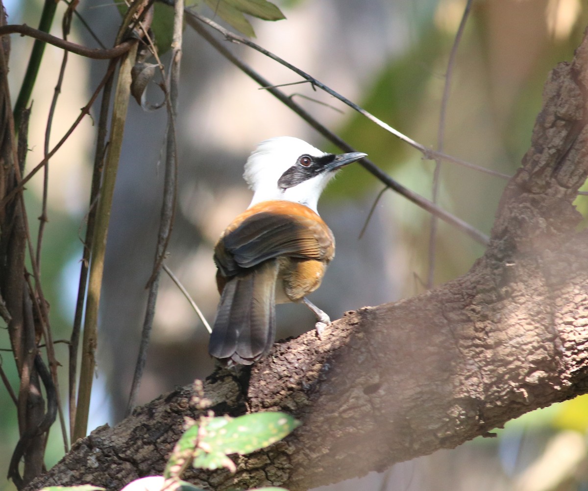 White-crested Laughingthrush - Michael Ward