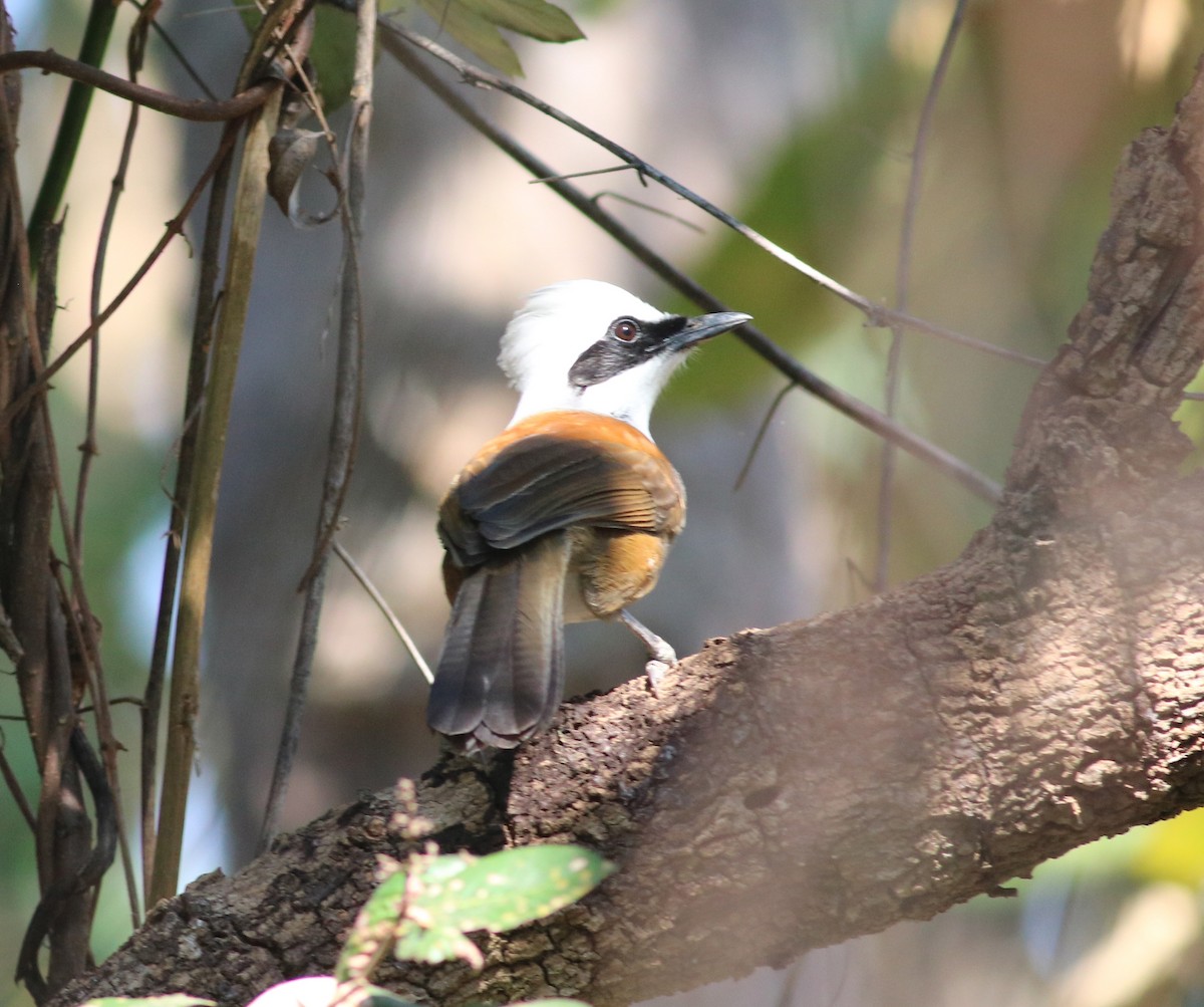 White-crested Laughingthrush - ML199321411