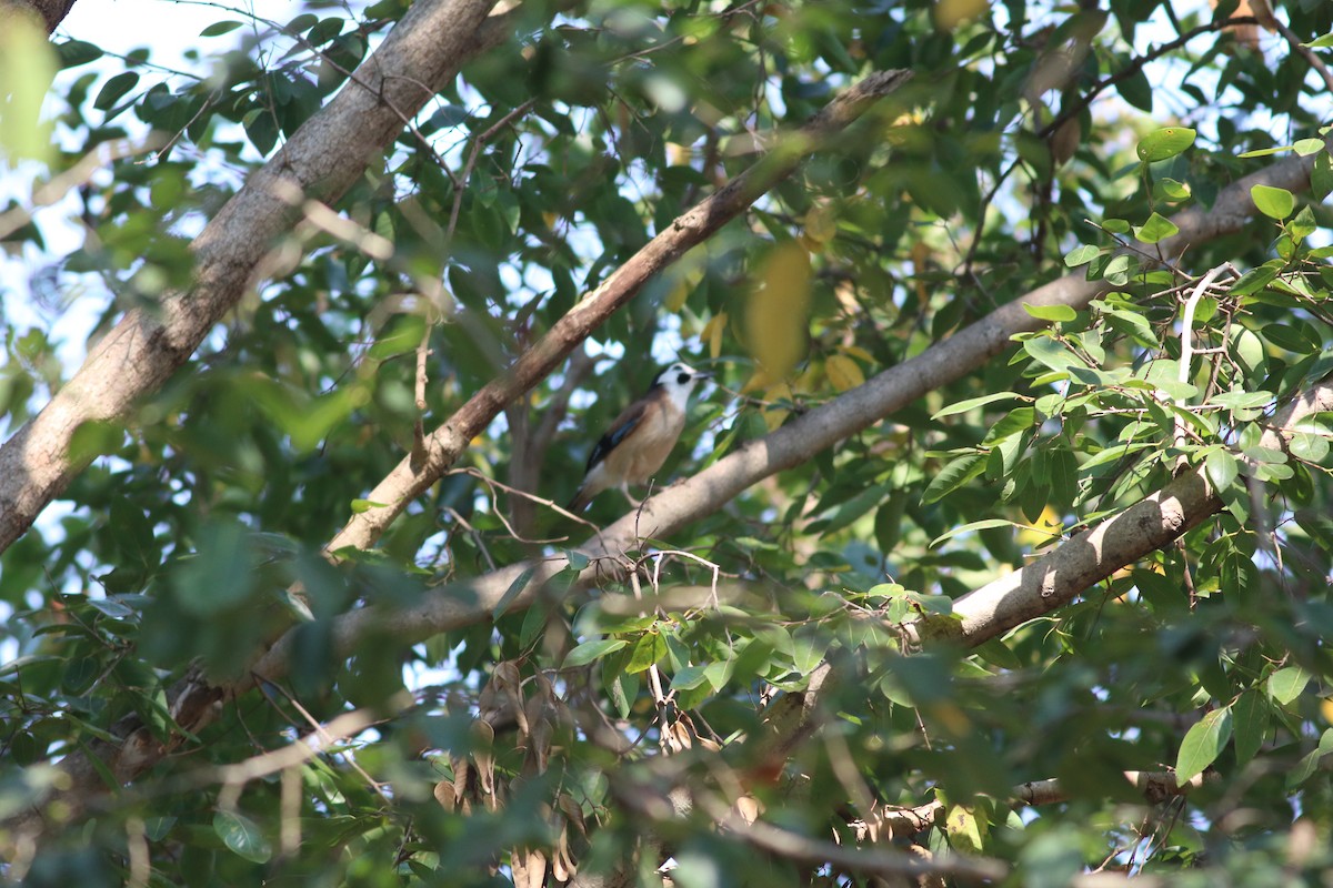 Eurasian Jay - ML199321451