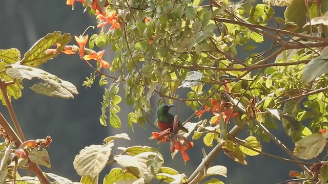 Forest Double-collared Sunbird - ML199322751