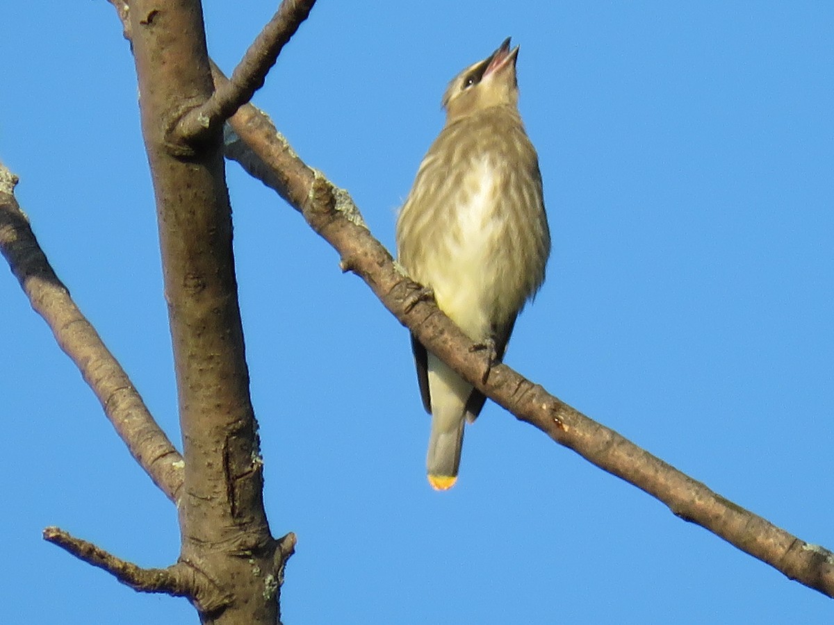 Cedar Waxwing - ML199322851