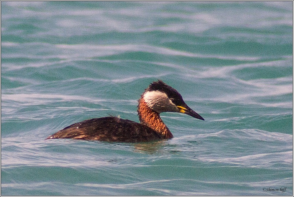 Red-necked Grebe - ML199324451