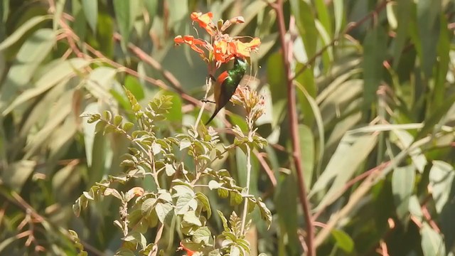 Forest Double-collared Sunbird - ML199324851