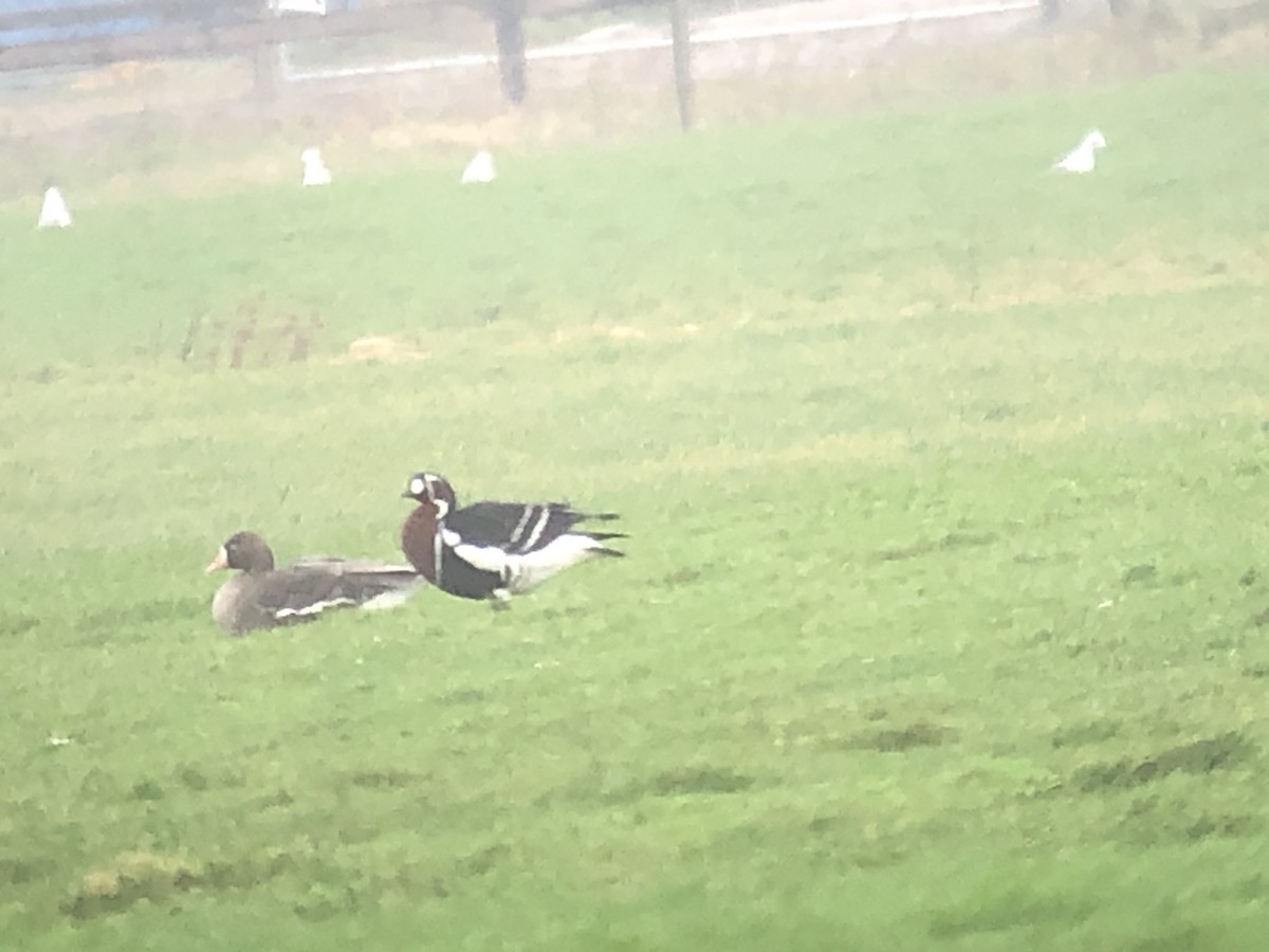Red-breasted Goose - ML199325931